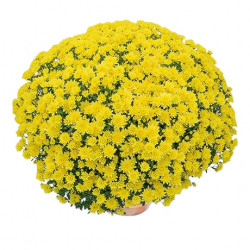 Multifleurs 30x30 Diva Jaune