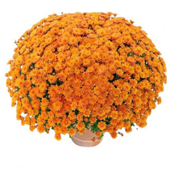 Multifleurs 30x30 Gipsy Papaye
