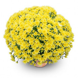 Multifleurs 40x40 Yahou Vanille