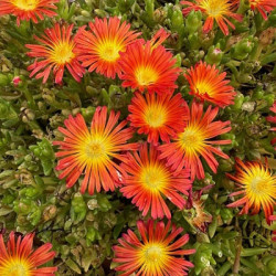 Delosperma Suntropics Orange
