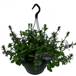 Suspension Scaevola