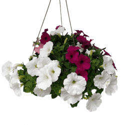 Suspension Petunia Cascade