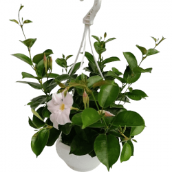 Suspension Dipladenia