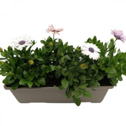 Jardinière Osteospermum
