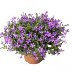 Campanule Clockwise compact Deep Blue
