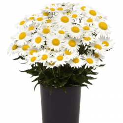 Leucanthemum  Madonna F1