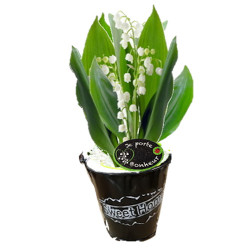 MUG/ Cpot pot sweet home (2)