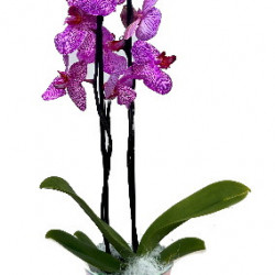 PHAL/Cpot BF Maman 1P (2)