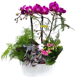 PHAL/Oval Blanc 4P (2)