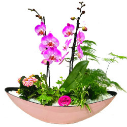 PHAL/Gondole rose 5P (2)