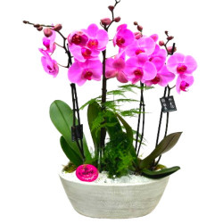 PHAL/Jardi double 3P (2)