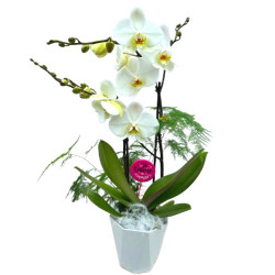 PHAL/Pot PVC Mat 2P (2)