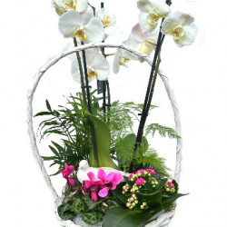 PHAL/Panier 4 plantes (2)