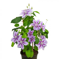 CLEMATIS Boulevard Triomphe (Rose clair et Foncé)