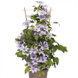CLEMATIS Boulevard Bernadine (Bleu Pâle)