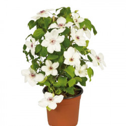 CLEMATIS Boulevard Ninon (Blanc)