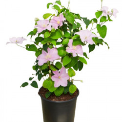 CLEMATIS Boulevard Pompei (rose)