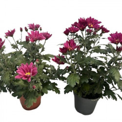 Multifleurs Carnaval P12