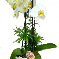 PHAL/Metal haut blanc 2P (2)