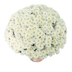 Mutifleurs 30x30 Petrus Crème