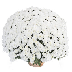 Multifleurs 30x30Talys crème