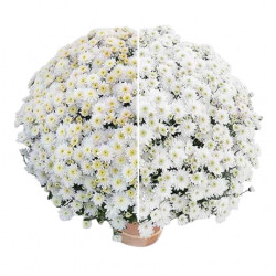 Multifleurs 30x30 Diva Pearl