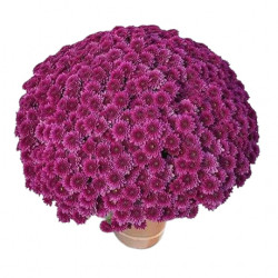 Multifleurs 30x30 Diva violet