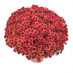 Multifleurs 30x30 Diva Brique