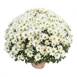 Multifleurs 40x40 Elys Blanc