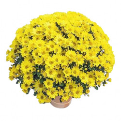 Multifleurs 40x40 Elys Jaune