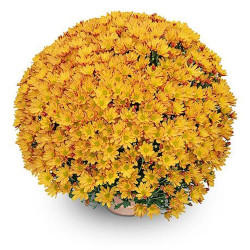 Multifleurs 40x40 Roza Miel