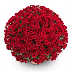 Multifleurs 40x40 Dendy Rouge