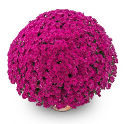 Multifleurs 40x40 Roomba Violet