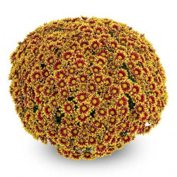 Multifleurs 40x40 Bicolore Circus Rouge/Or