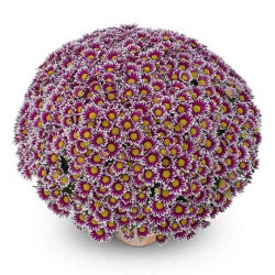 Multifleurs 40x40 Bicolore Newton Violet/Blanc