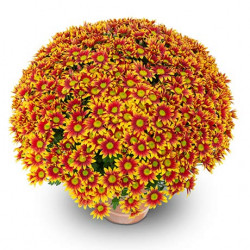 Multifleurs 40x40 Bicolore Astro Rouge/Or