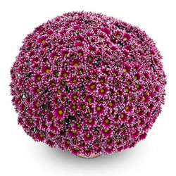 Multifleurs 40x40 Bicolore Salto Violet/blanc