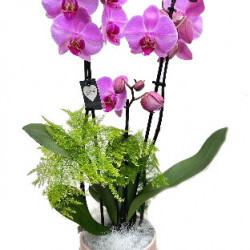 PHAL/Ceramique 2 tons 2P (2)