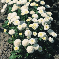 Pâquerette Tasso Blanc