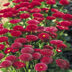 Pâquerette Tasso Rouge