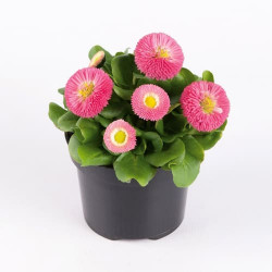Pâquerette Bella Rose