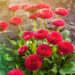 Pâquerette Bella Rouge