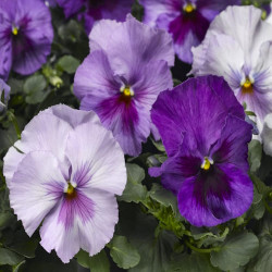 Pensée Delta pro Lavender Blue Shades