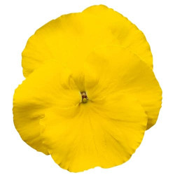 Pensée Delta pro Clear Yellow
