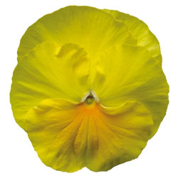 Pensée Delta pro Clear Lemon