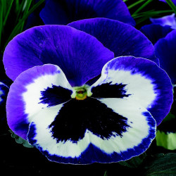 Pensée Delta pro Violet & White