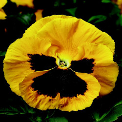 Pensée Delta pro Yellow with Blotch