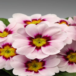 Primevere Tiaria Appleblossom rose pâle