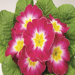 Primevere Tiaria Rose Bicolore