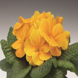 Primevere Tiaria Yellow with orange